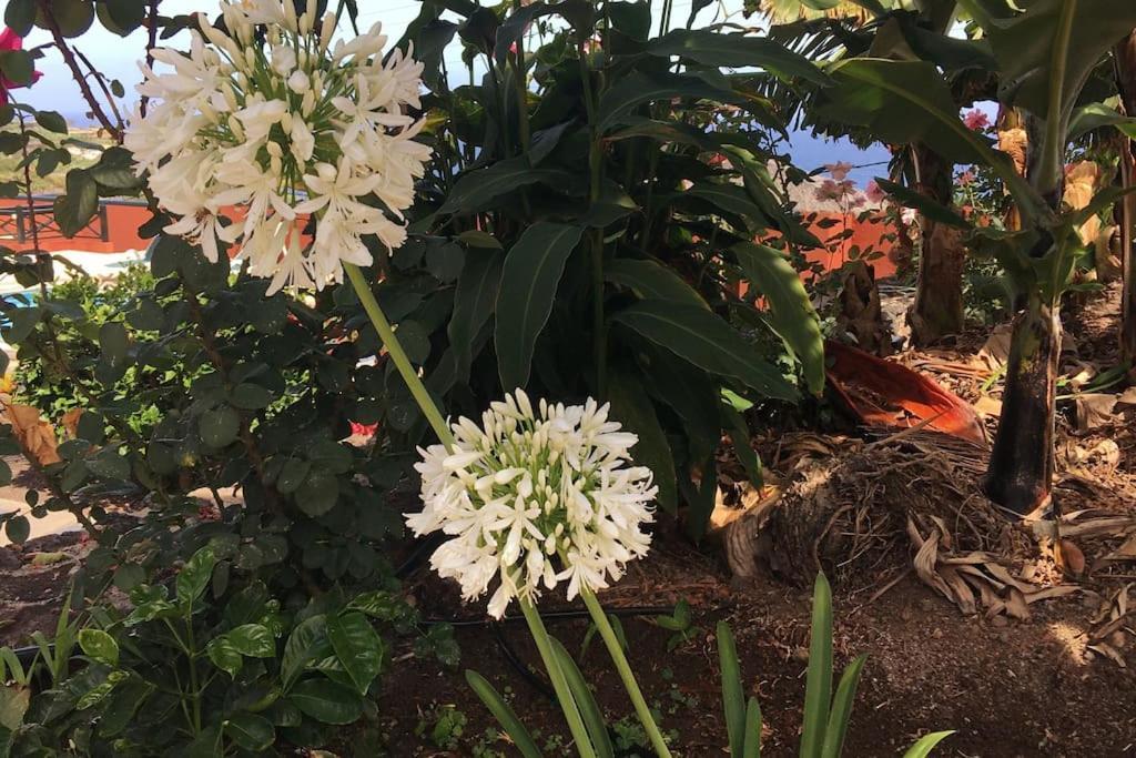 Finca La Romera 라오로타바 외부 사진
